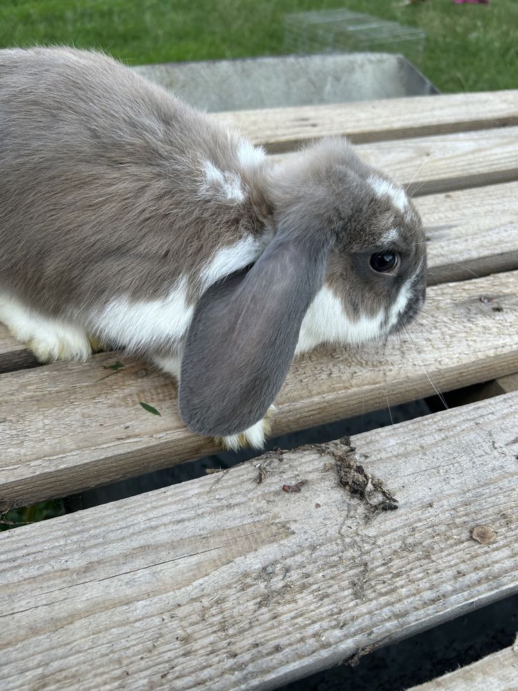 Baranki francuskie