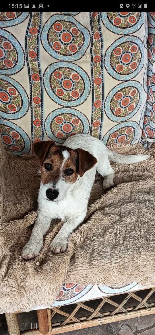 Jack russell terrier piesek Harley