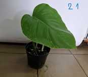 Monstera variegata
