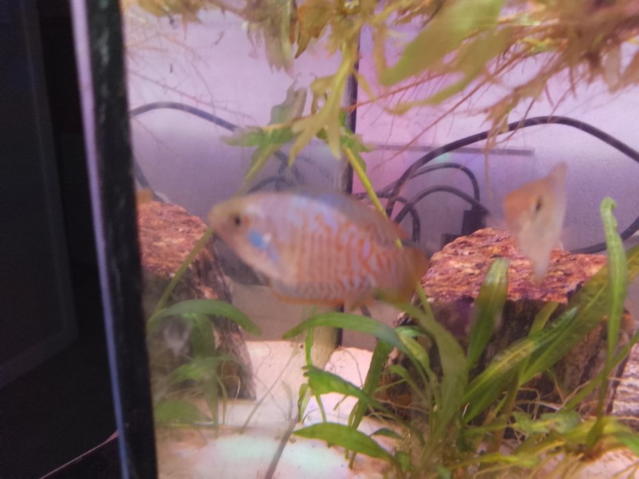 Sprzedam rybki prętnik karłowaty ,molinezje