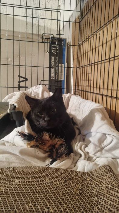 Bodo czeka na dom, choćby tymczasowy