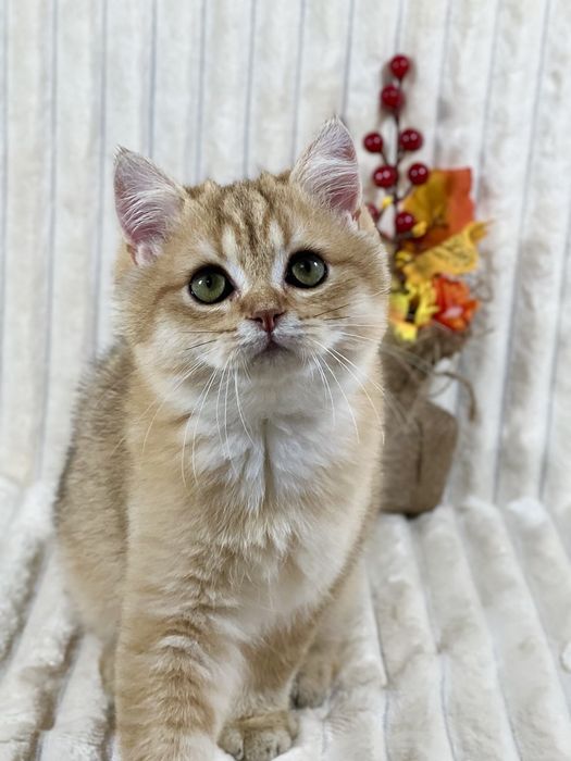 Чудове клубне кошеня золота шиншила