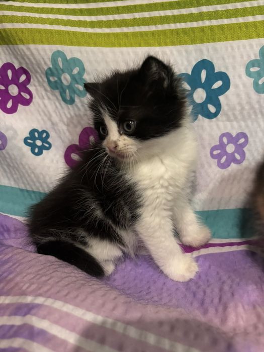 Кошеня в добрі руки