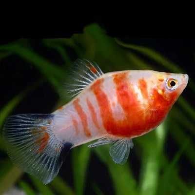 Platka / Zmianniak plamisty (Xiphoporus maculatus) WYSYŁKA AKWAWIN