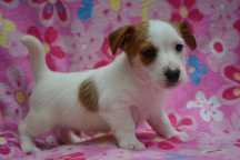 Jack Russell Terrier piesek Emir ZKwP FCI