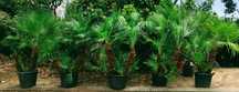 Palmeiras de leque europeias ou Chamaerops humilis