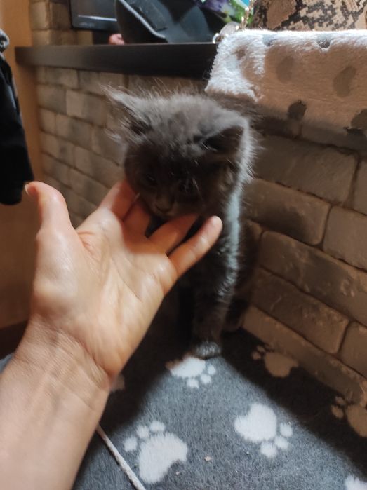Котенок в добрые руки