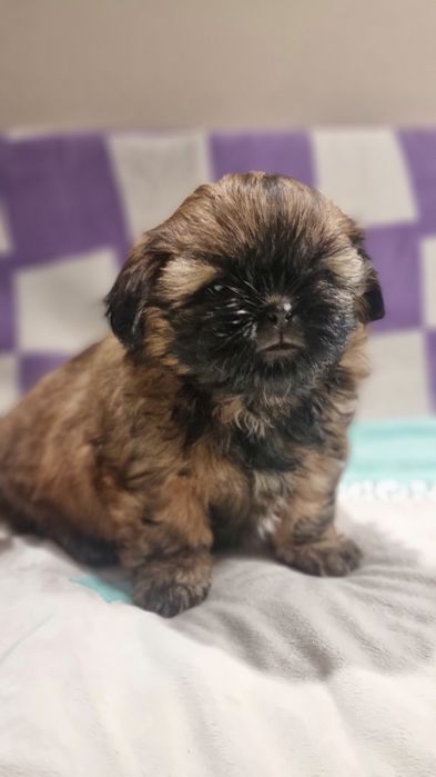 Sunia złota z czarną maskà