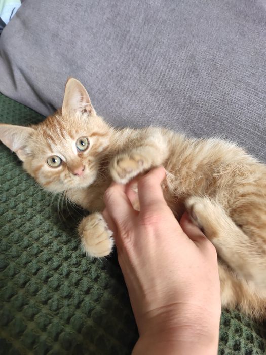 Котик черный и рыжий
