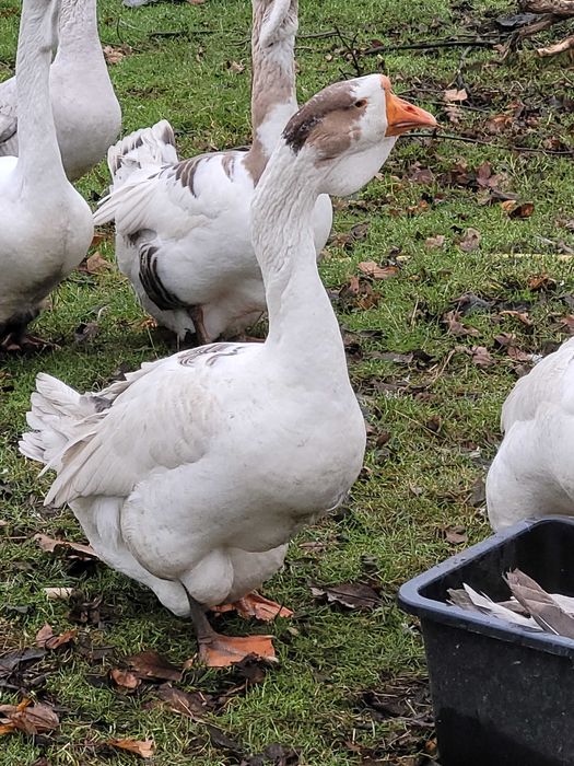 Sprzedam gęsiora Chołmogory Rosyjskiej