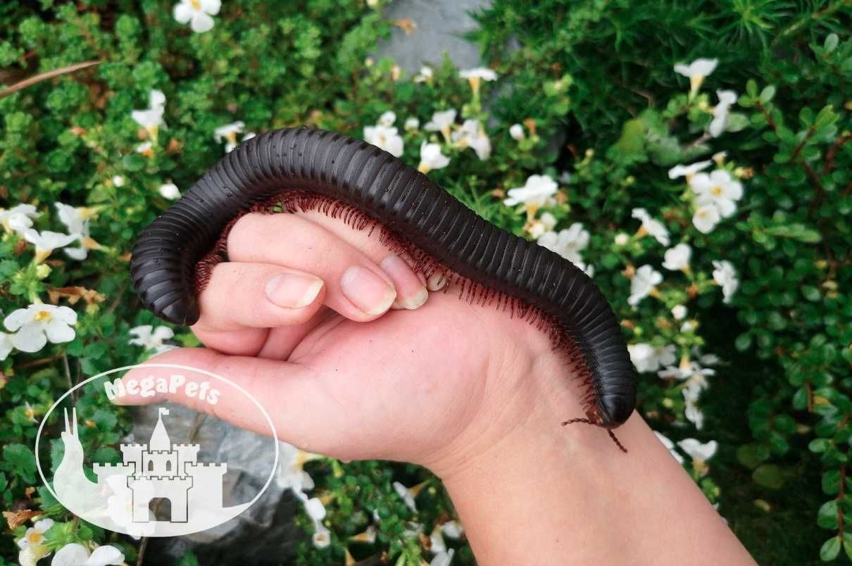Olbrzymi Spiropoeus fischeri Krocionogi Wije Stonoga Skoczogonki Ekipa