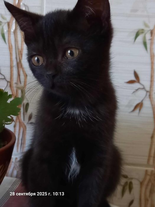 Безкоштовно в добрі руки котики