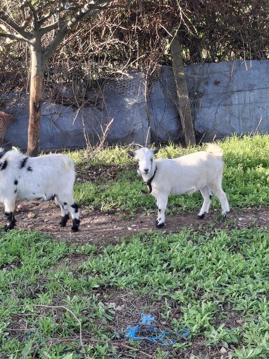 Vendo Cabras anãs