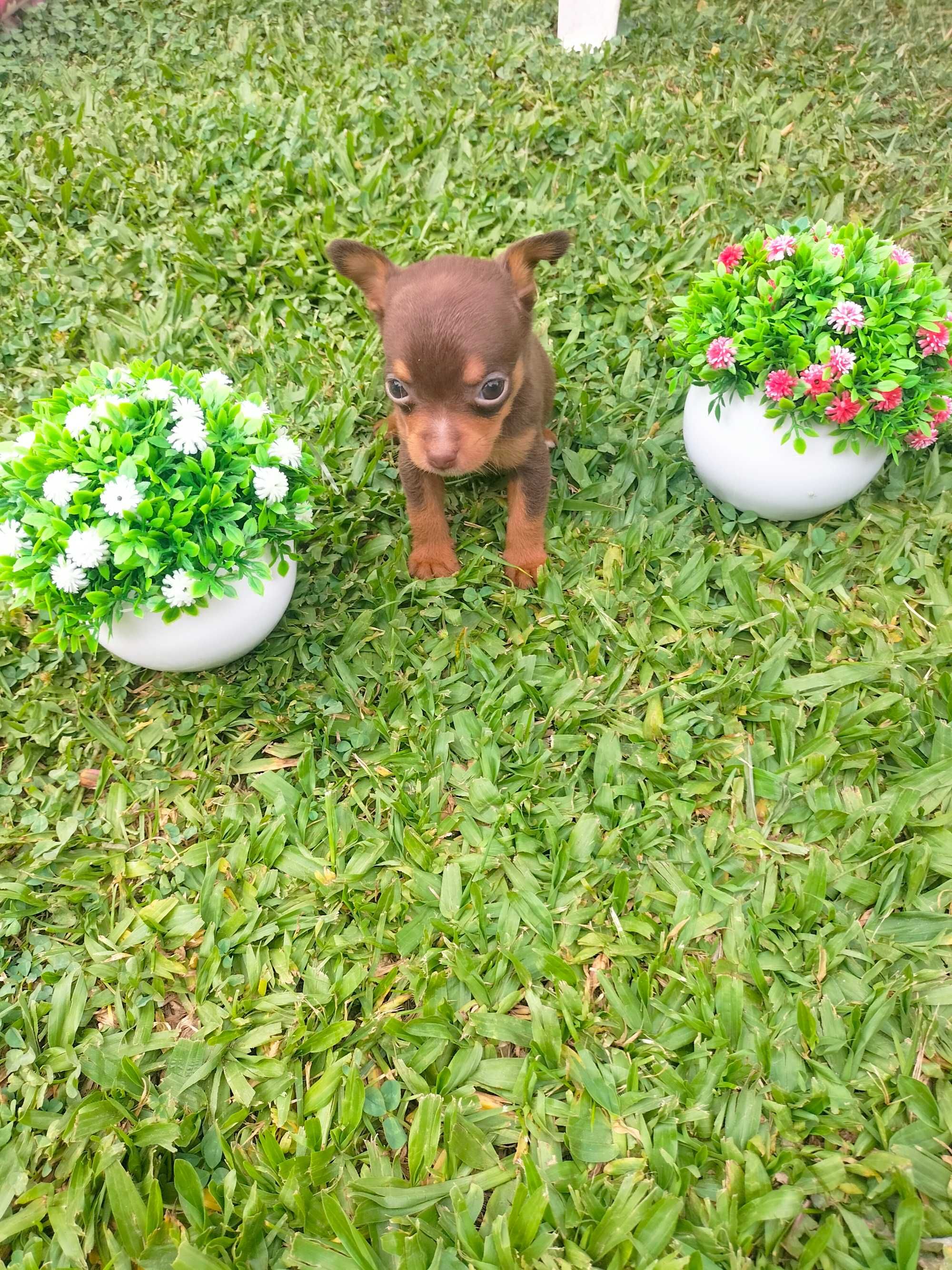 Pinscher chocolate super mini