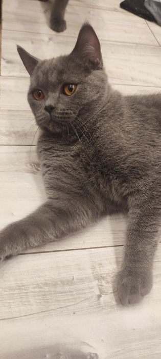 Kocur brytyjski niebieski wykastrowany