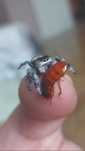 Skakun Phidippus Regius soroa L4
