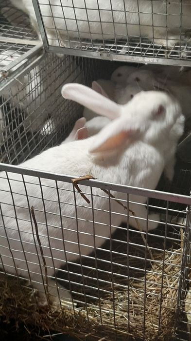 Термонська   біла