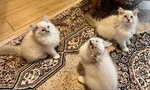 Ragdoll po championie/prawdziwy rodowod/turkusowe oczy/badania
