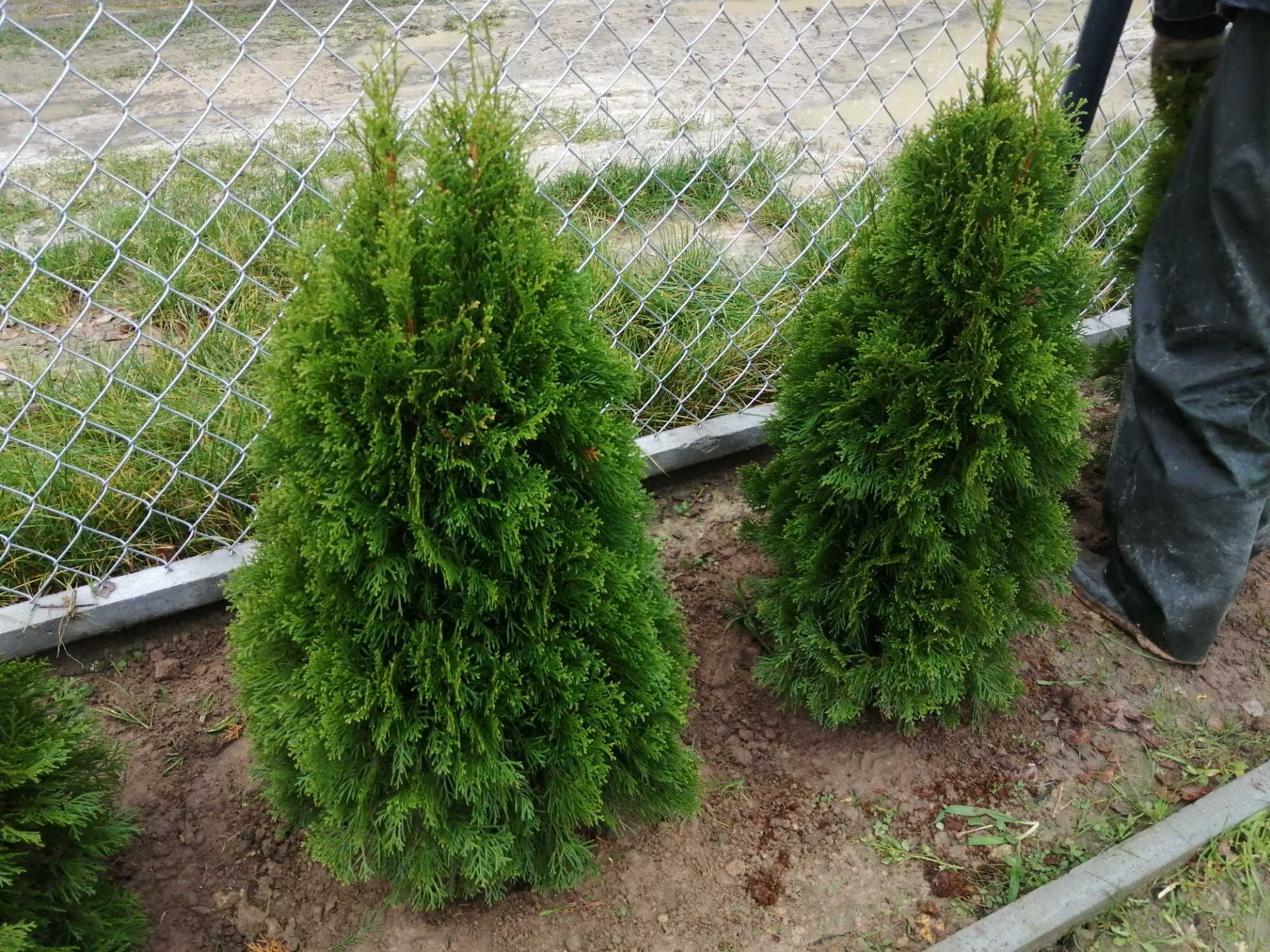 Thuja Tuja Smaragd 100-120cm Szmaragd (nie Brabant) żywopłot