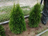 Thuja Tuja Smaragd 100-120cm Szmaragd (nie Brabant) żywopłot