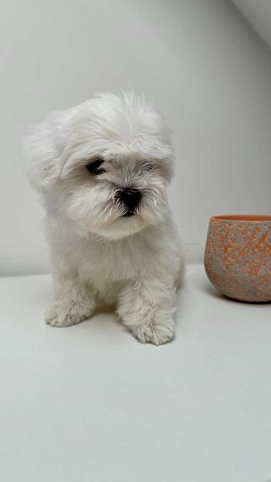 Piękna Suczka z Metryka. Maltańczyk. Mini. Do odbioru.