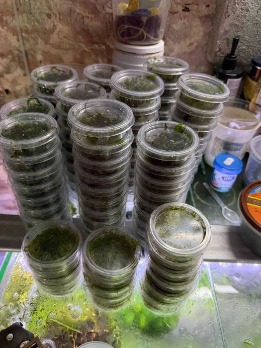 Mech roślina do akwarium Aqualife Sklep Zoologiczny