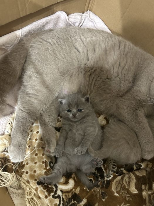 Британські кошенята