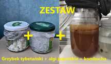 ZESTAW: Grzybek tybetański + algi japońskie + kombucha | ZDROWE JELITA