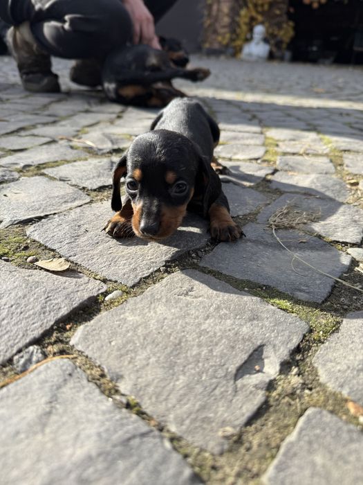 Продам щенят такси