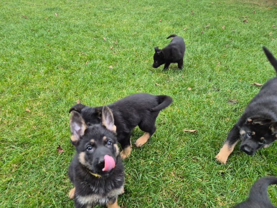 Owczarek niemiecki uzytkowy fci zkwp czarny