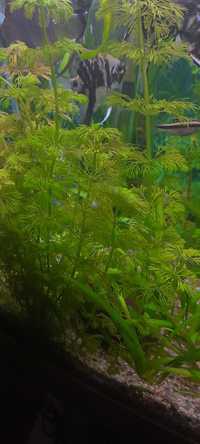 Limnophila Sessiliflora roślinka akwariowa