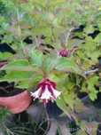 Planta do caramelo