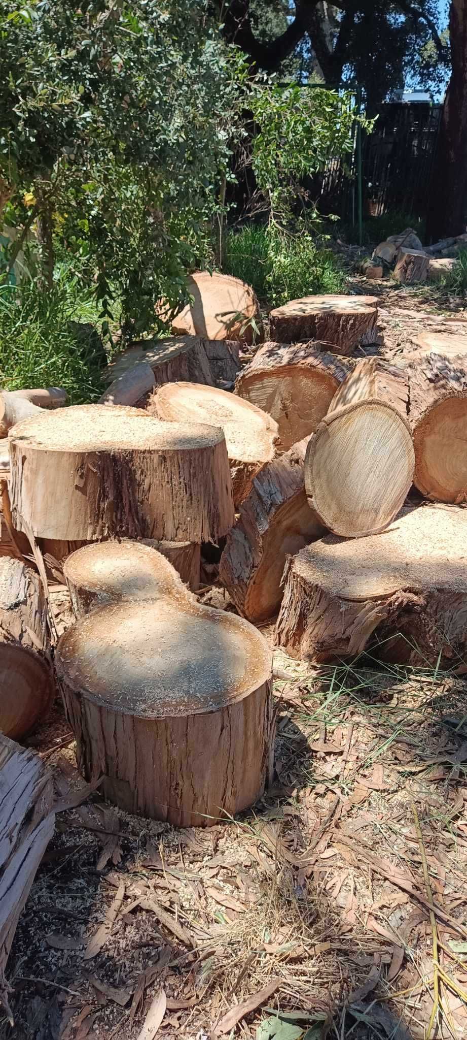 Vendo diversos Troncos de madeira de Eucalipto