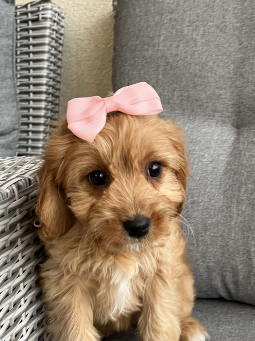 Piesek cavapoo do odbioru