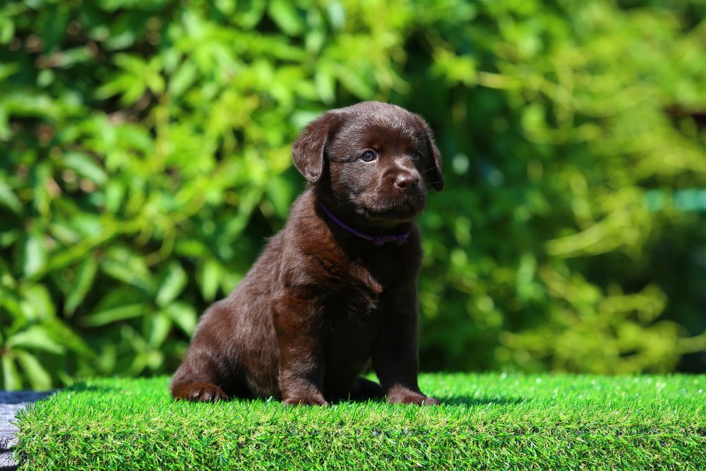 Цуценя / цуценята Лабрадор Ретривер шоколадного окрасу