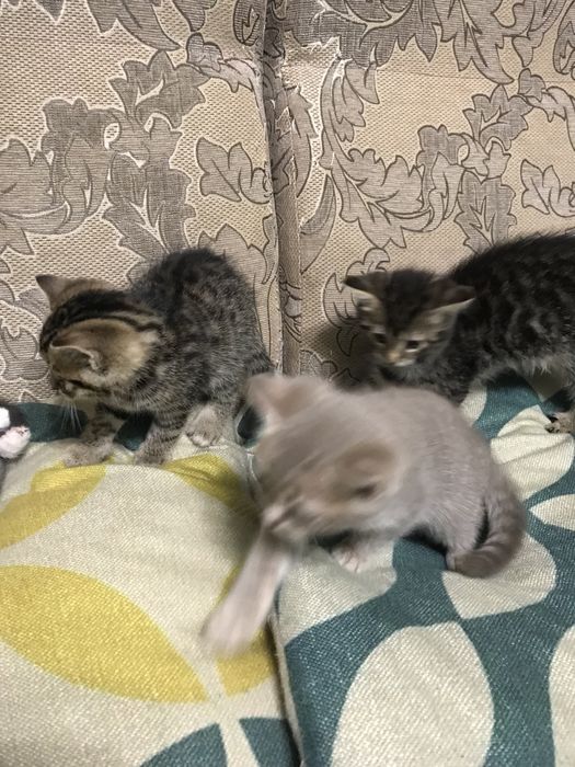 Кошенята Мама Скотішфолд