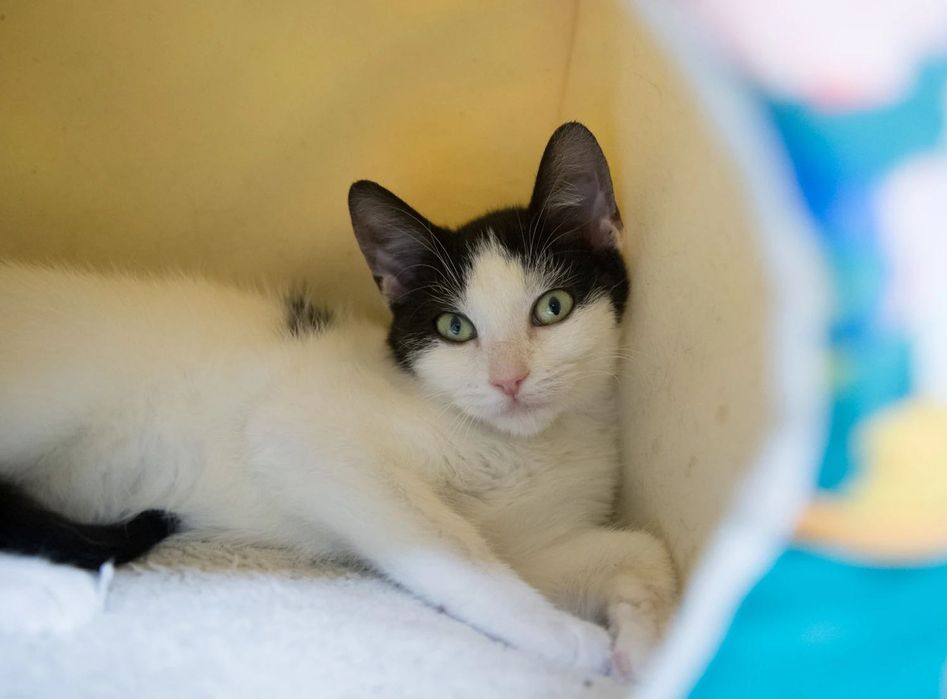 Merida szuka kochającego człowieka