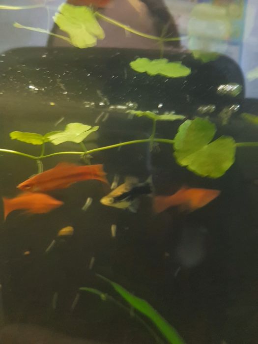 Акваріумні рибки і рослини