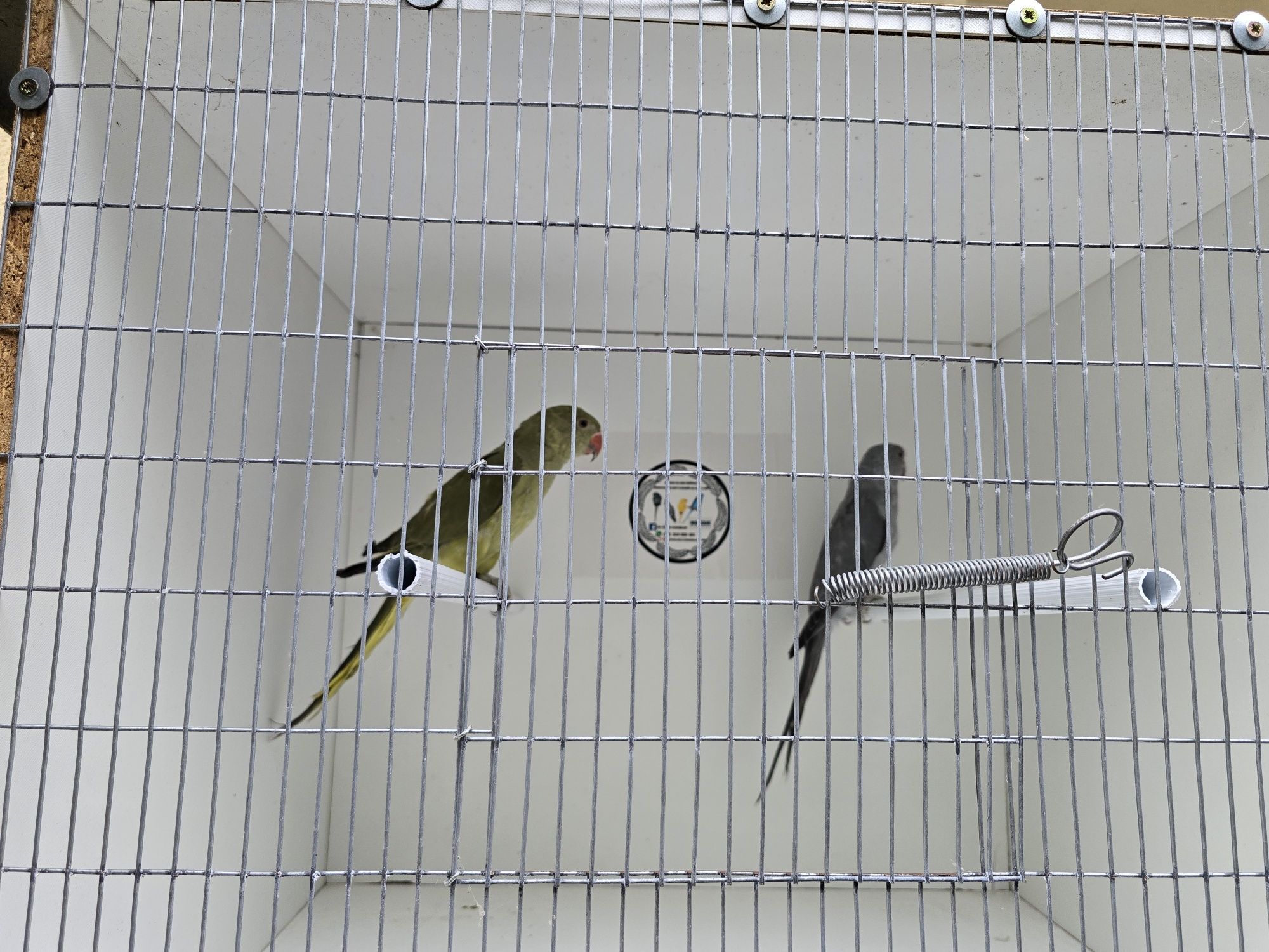 Vendo varias aves deste ano e um macho de 2024