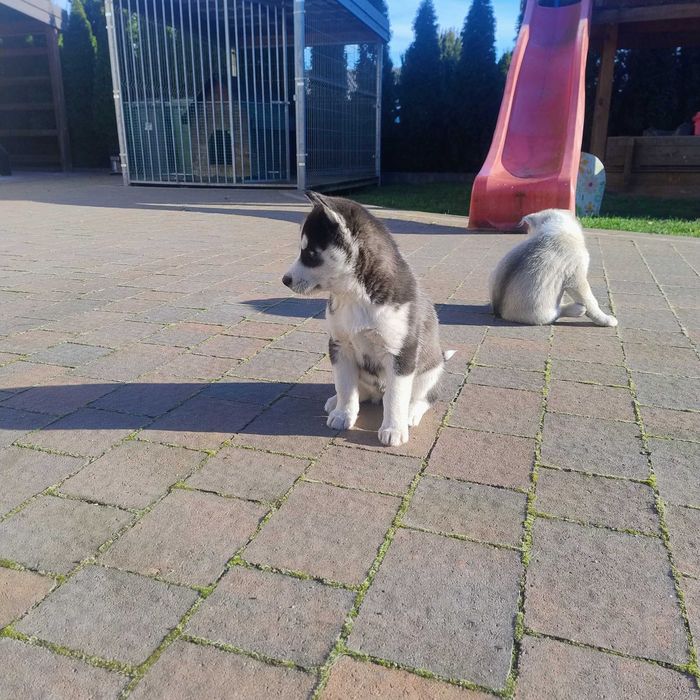 Szczeniaki Syberian Husky