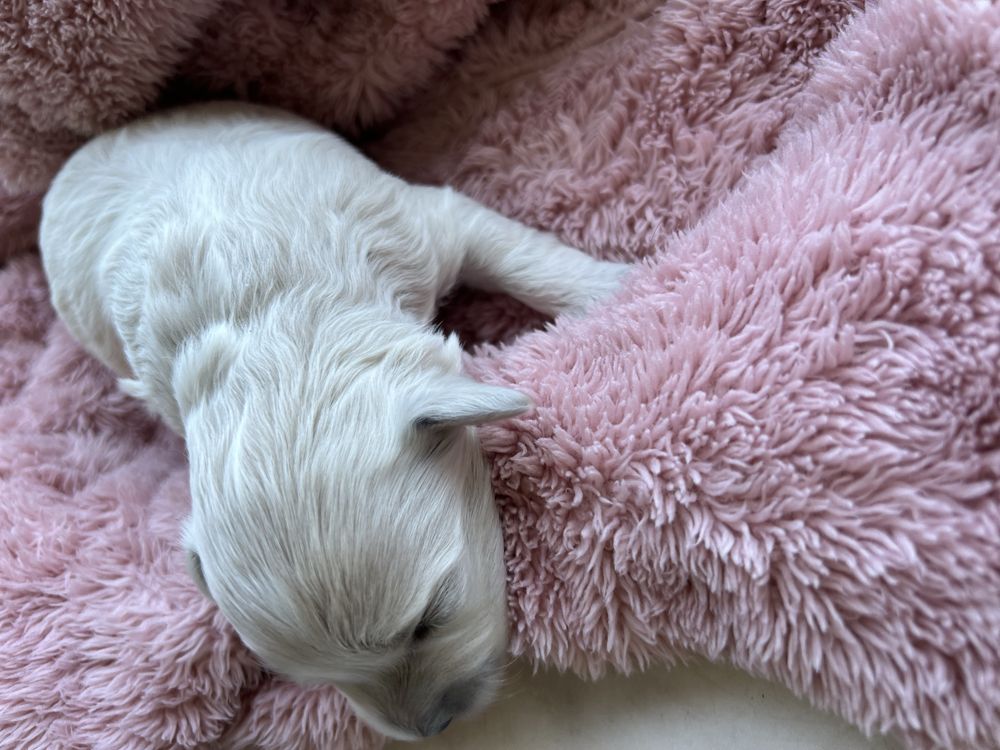 Śliczna suczka rasy Maltipoo