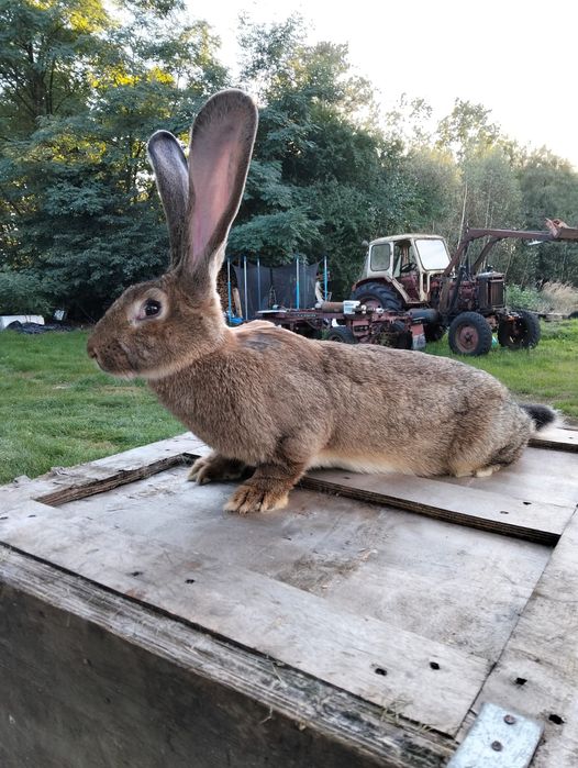 Sprzedam młoda samice Belgijski Olbrzym Szary