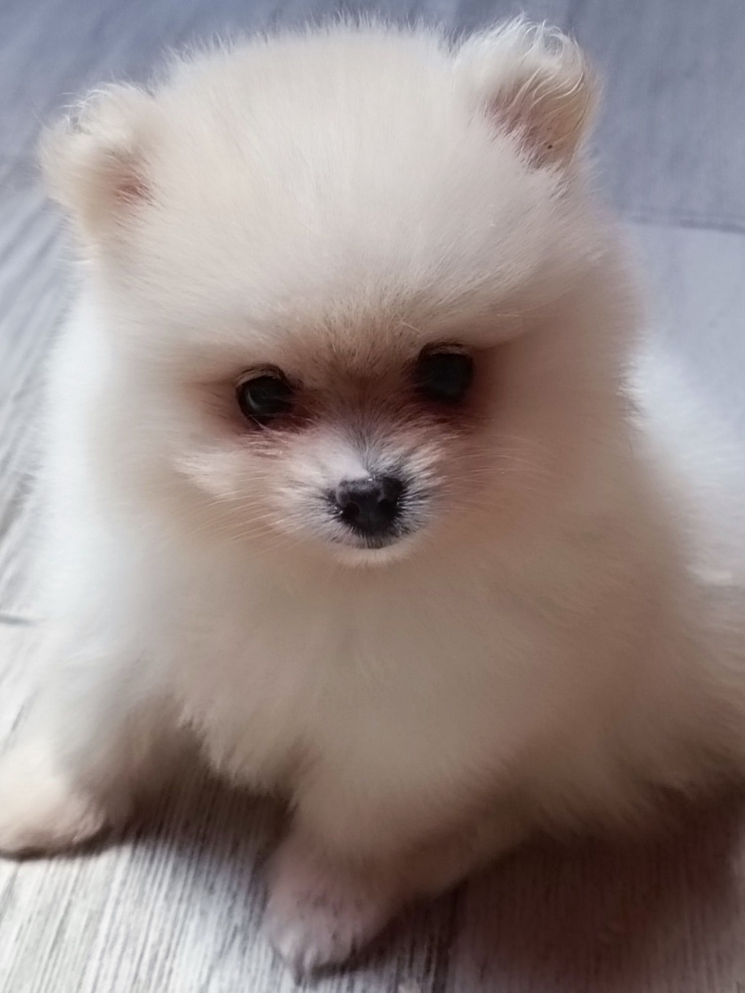 Pomeranian piesek