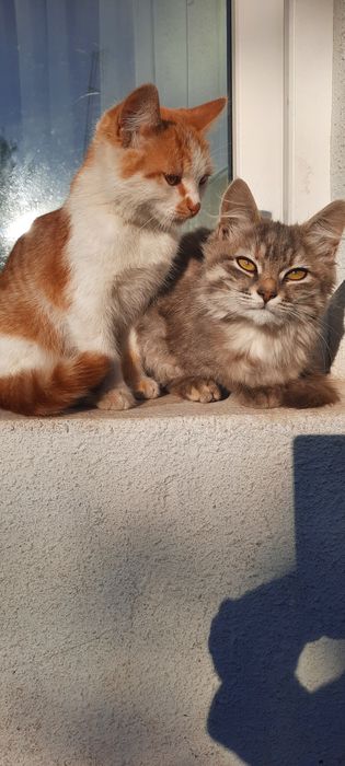 Отдам кошку в хорошие руки