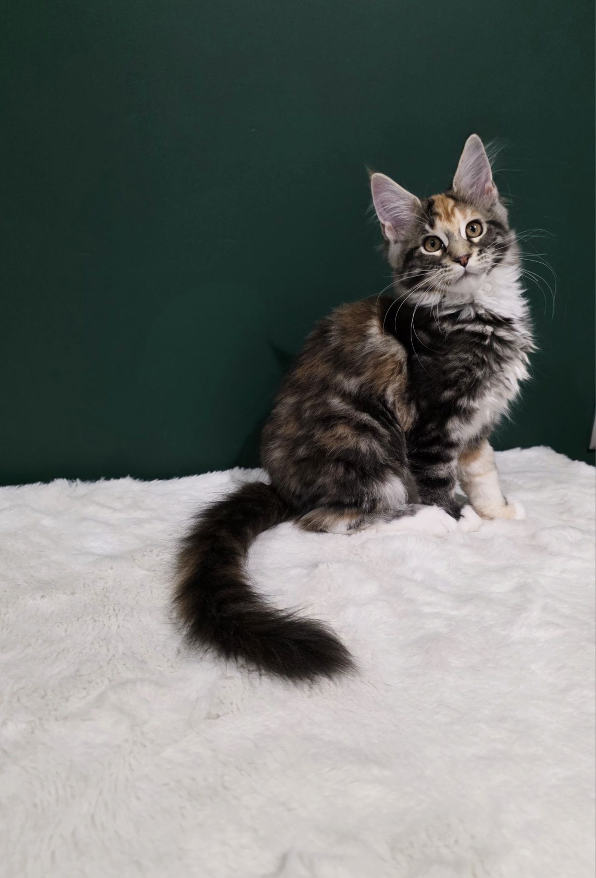 Aurelia duża kotka Maine Coon rodowód FPL