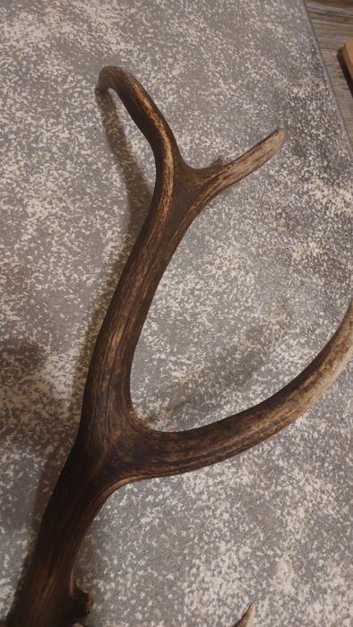 Продам Ріг оленя свіжі 25 року
