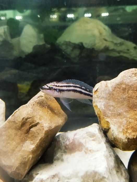 Julidochromis dickfeldi tanganika