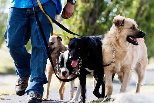 dog walker (passeador de cães)