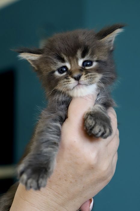 Cudny czarny pręgowany kocurek maine coon