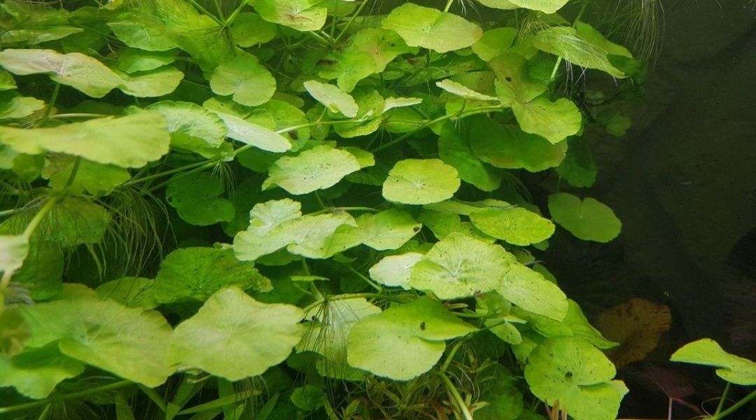 HYDROCOTYLE LEUCOCEPHALA 5szt roślina do akwarium
5